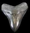 Serrated, Megalodon Tooth - Great Tip #38746-1